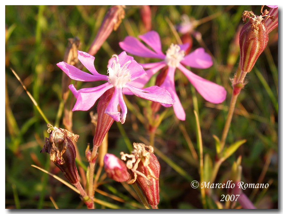 Silene colorata / Silene colorata
